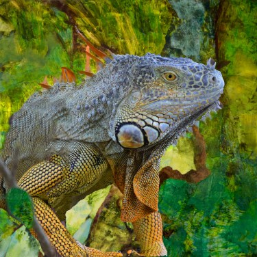 Iguana