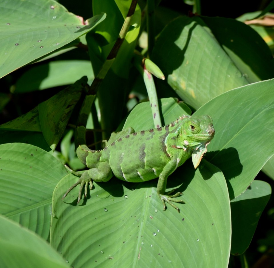 Iguana
